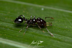 Orectognathus phyllobates