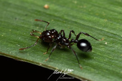 Orectognathus phyllobates