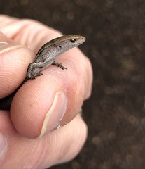 Lampropholis delicata