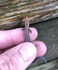 Lampropholis delicata