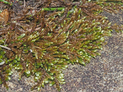 Rhynchostegium murale