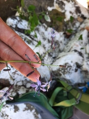 Melanoseris violifolia