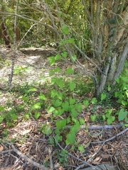 Ipomoea plebeia