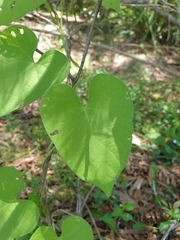 Ipomoea plebeia