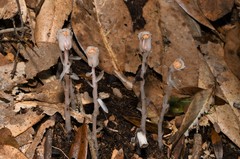 Monotropa uniflora image
