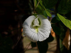Clitoria ternatea