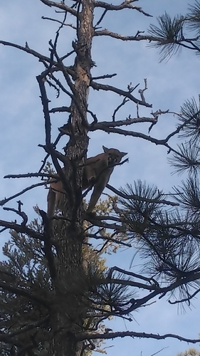 Mountain Lion photographed in New Mexico