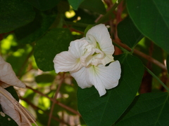 Clitoria ternatea