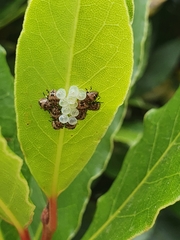 Oechalia schellenbergii