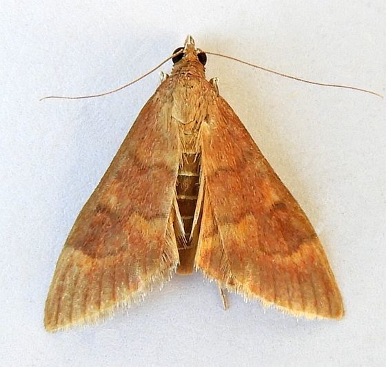 Pyrausta klotsi