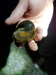 Pomacea paludosa
