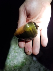Pomacea paludosa