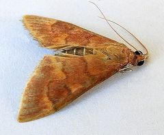 Pyrausta klotsi