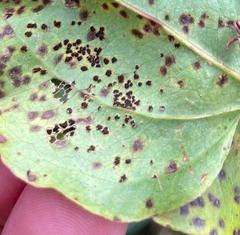Puccinia smilacis