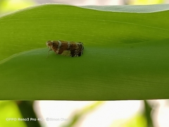 Lophopinae