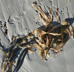 Desmarestia ligulata