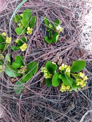 Euphorbia subapoda image