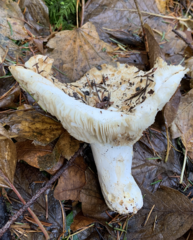 Russula crassotunicata