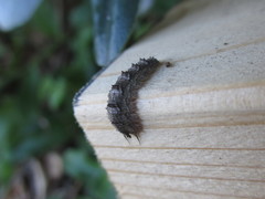 Dasysyrphus bilineatus