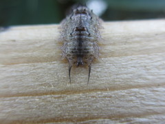 Dasysyrphus bilineatus