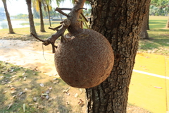 Couroupita guianensis