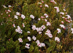 Pimelea buxifolia