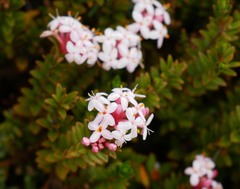 Pimelea buxifolia