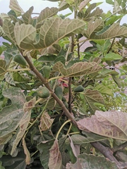 Ficus carica