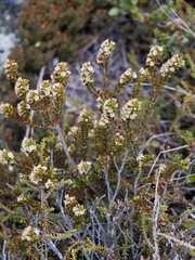 Epacris alpina