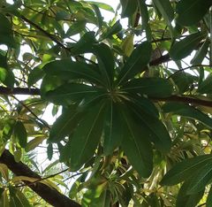 Couroupita guianensis