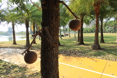 Couroupita guianensis
