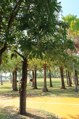 Couroupita guianensis