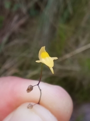 Utricularia pusilla