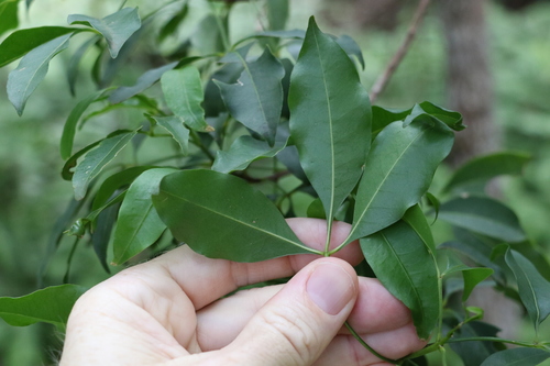 Image of small-leaved euodia by (c) Greg Tasney, some rights reserved (CC BY-SA)