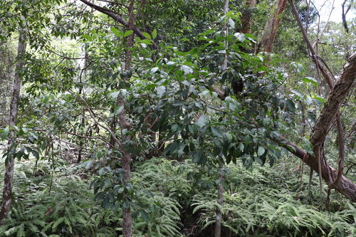 Image of small-leaved euodia by (c) Greg Tasney, some rights reserved (CC BY-SA)