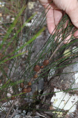 Allocasuarina rigida