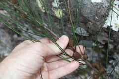 Allocasuarina rigida