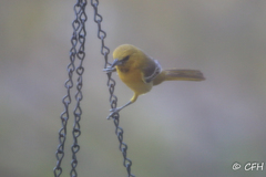 Icterus cucullatus