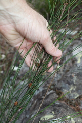 Allocasuarina rigida