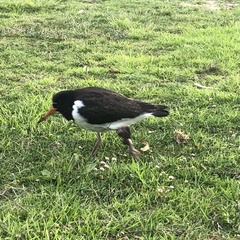 Haematopus longirostris