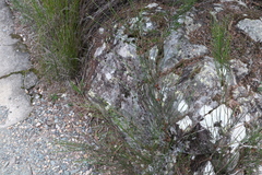 Allocasuarina rigida