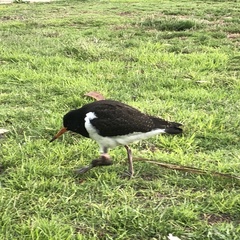 Haematopus longirostris