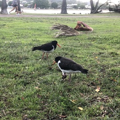 Haematopus longirostris