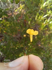 Utricularia foliosa