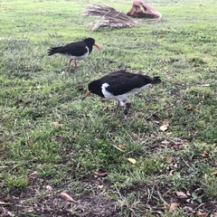 Haematopus longirostris