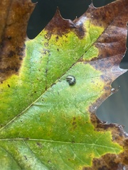 Armadillidium vulgare