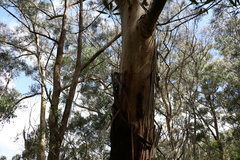 Eucalyptus oreades