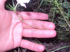 Nierembergia rigida