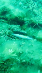 Austrolabrus maculatus