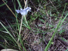 Nierembergia rigida